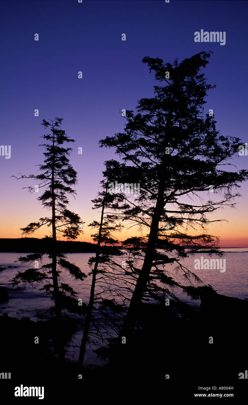 Acadia N.P., ME. Black Spruce, Picea mariana. Sunrise.  Silhouette. Stock Photo