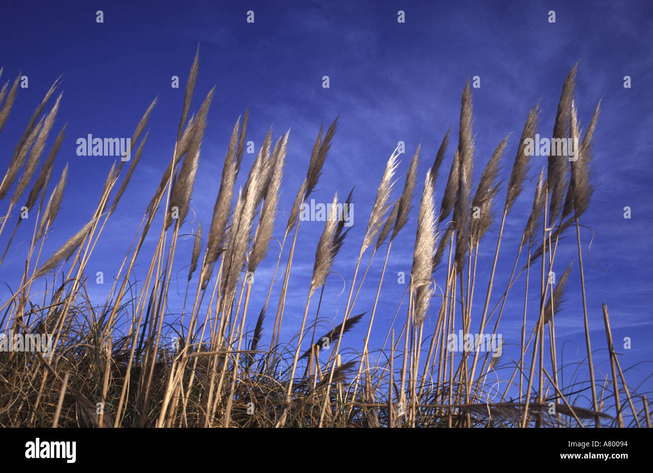 PAMPAS GRASS aginst blue sky Stock Photo Alamy