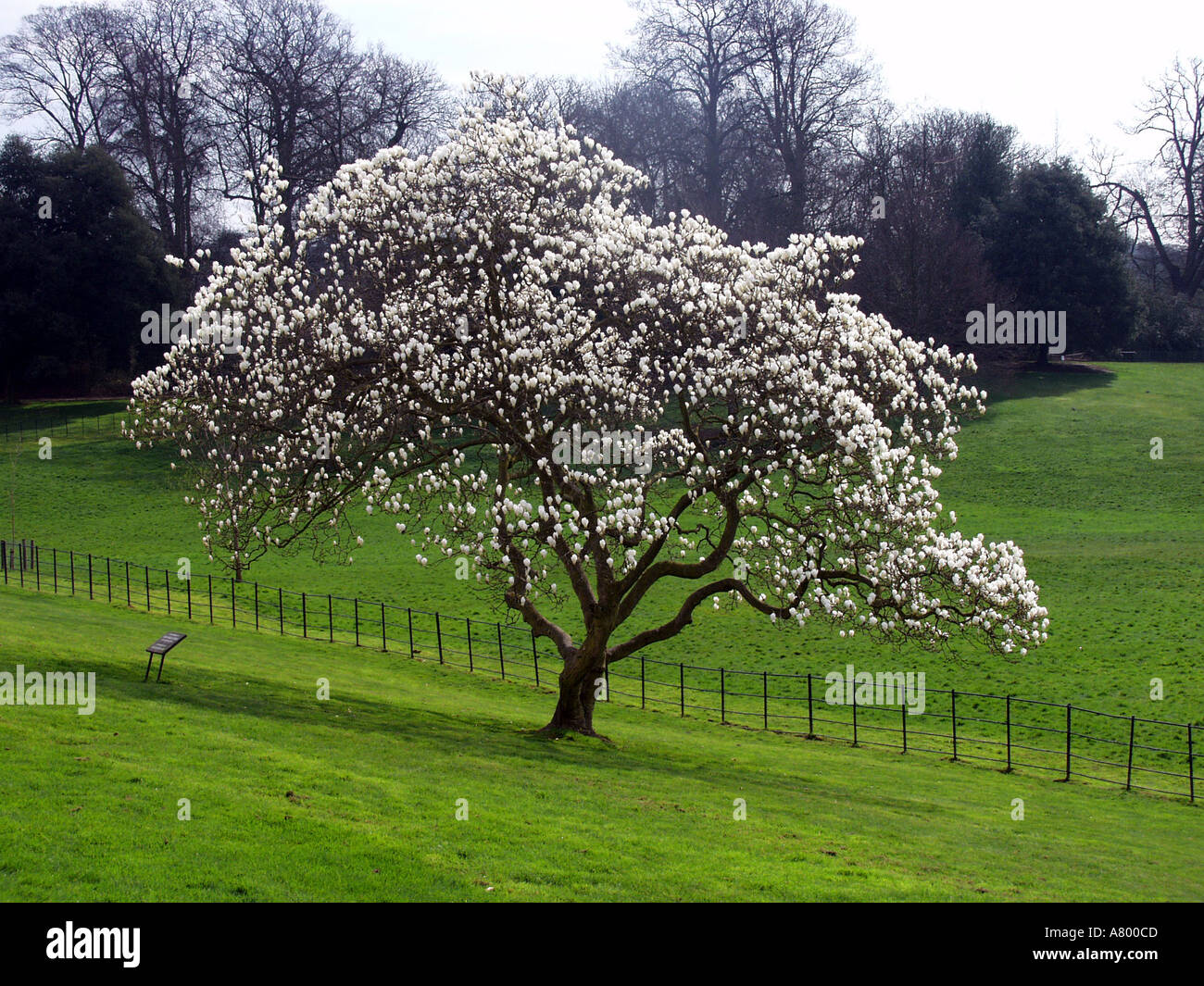 london camden magnolia tree grounds of kenwood house hampstead heath Stock Photo