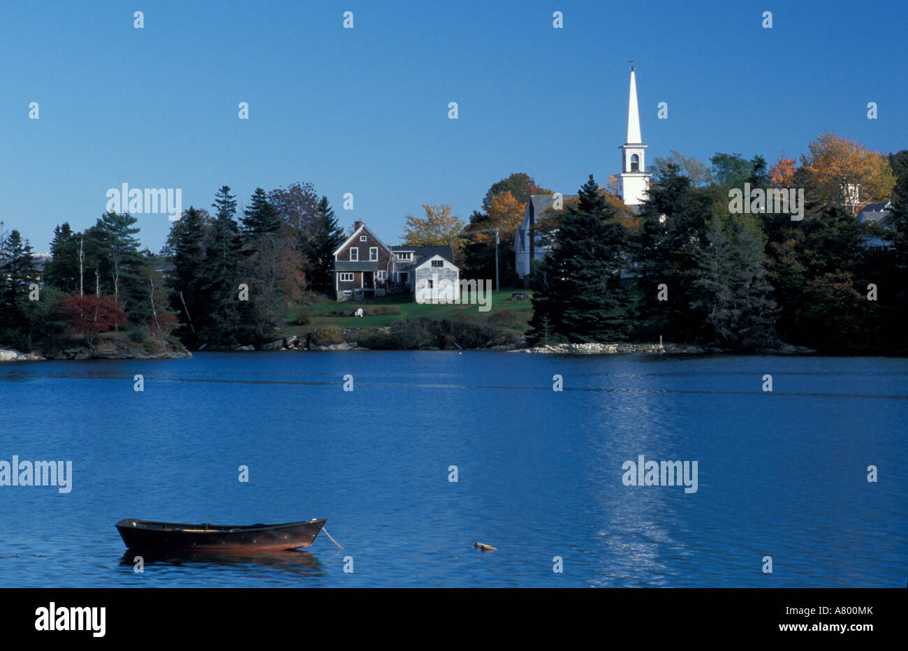 Barters Island, Boothbay, ME. A small spruce tree grows among blueberry