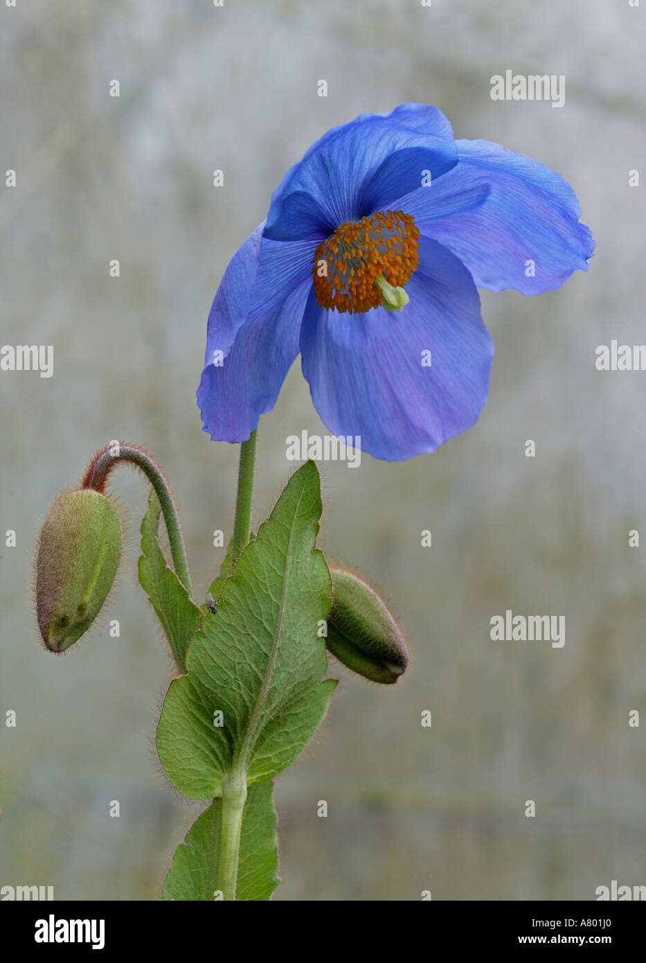 A Himalayan Poppy With Fly on Leaf, Garden. Stock Photo