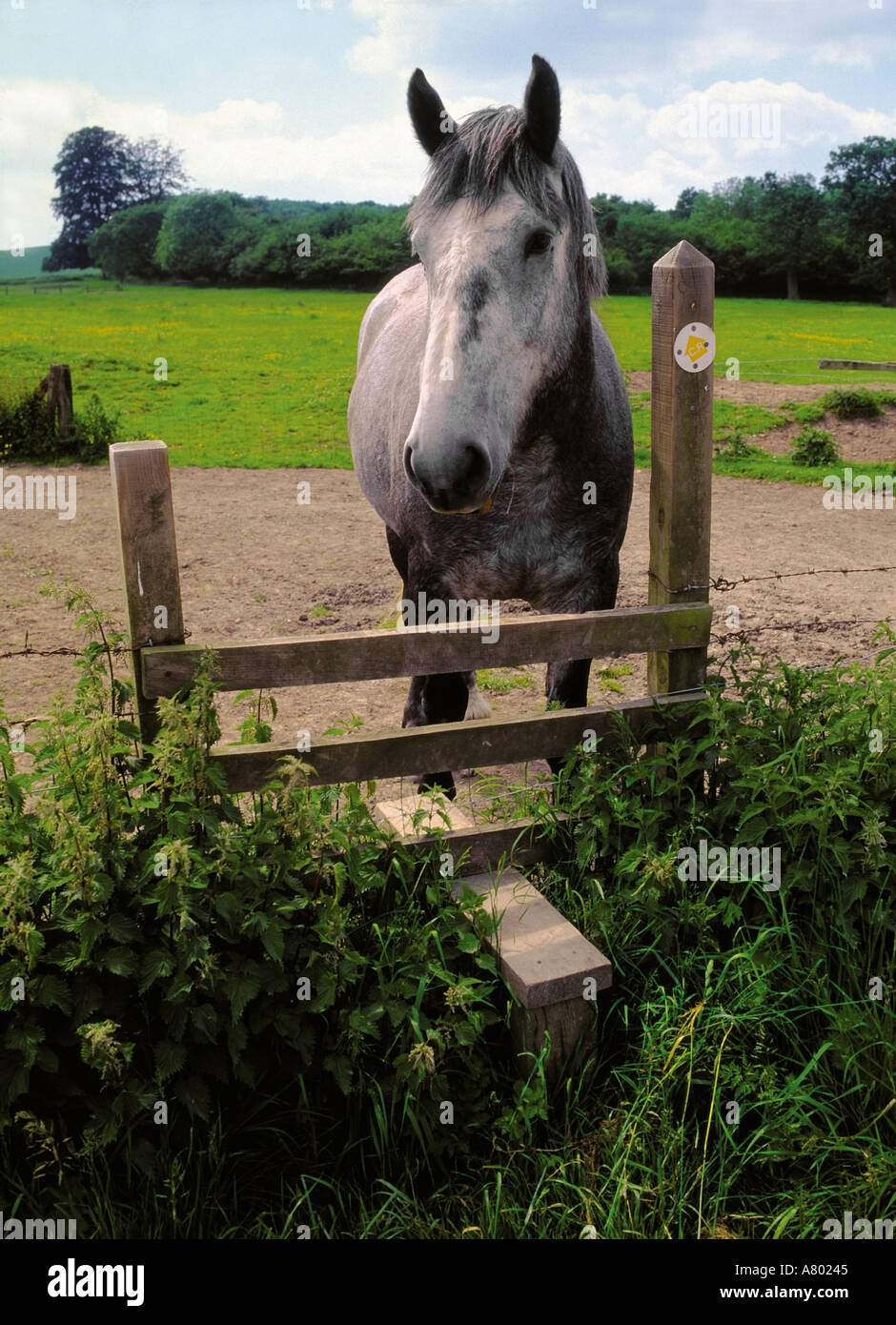 berkshire footpath public bridleway lambourn downs horse Stock Photo 524869 Alamy