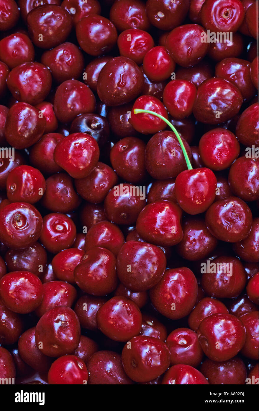 Flathead Sweet Cherries from Montana Stock Photo Alamy