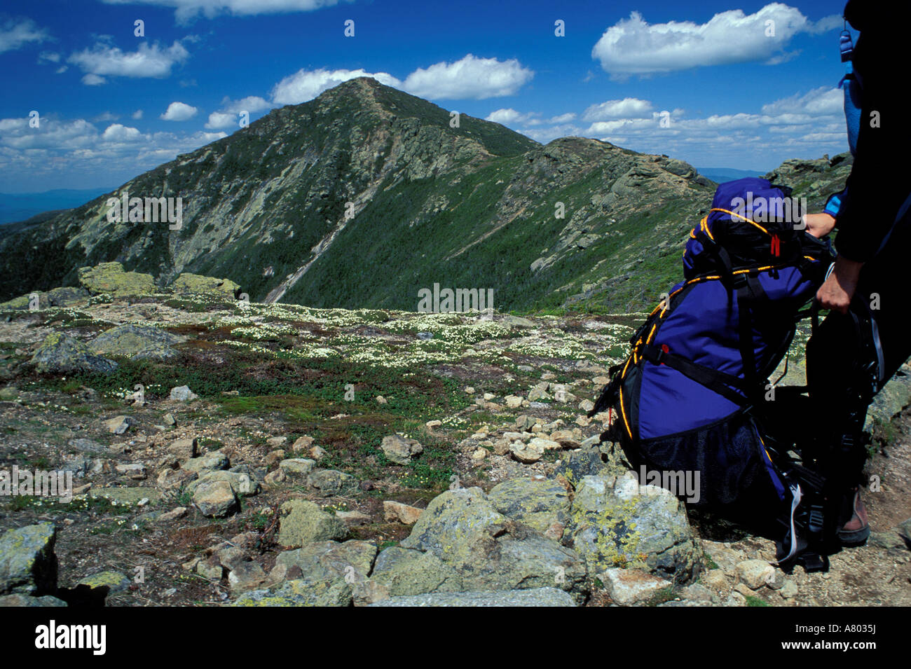 A hiker gets ready to hike to Mt. Lincoln  in the distance.   Alpine zone.  Little Haystack Mtn, White Mtns, NH (MR) Stock Photo