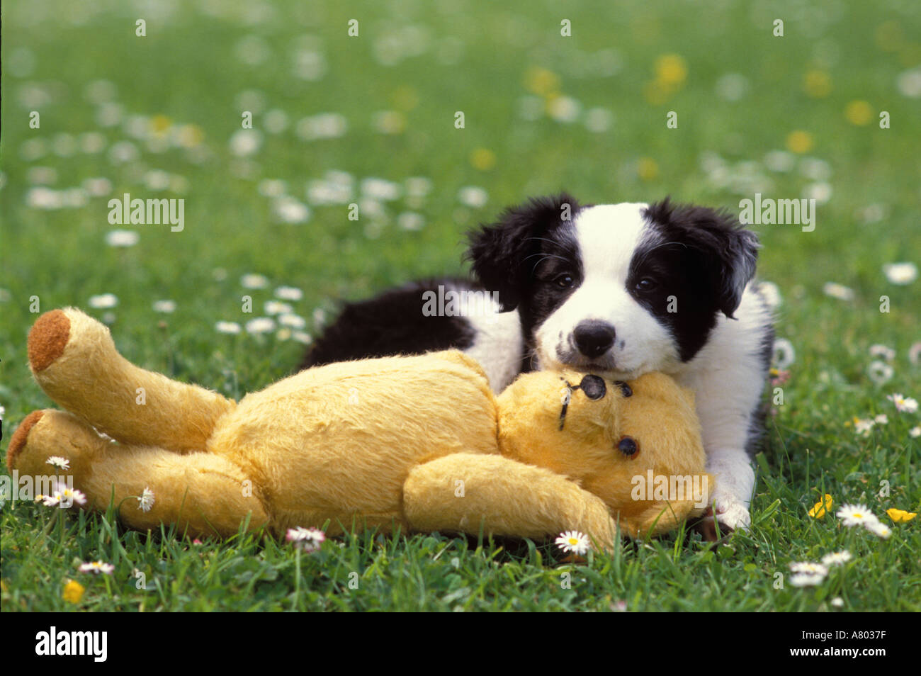 border collie teddy bear