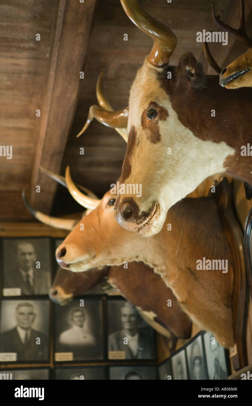 USA, TEXAS, San Antonio: Texas Ranger Museum Stuffed Animal Heads Stock Photo