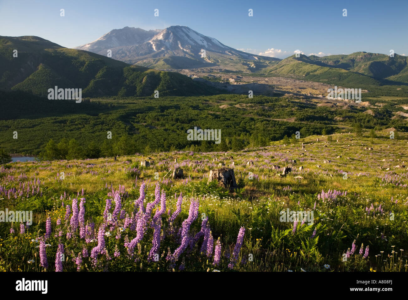 Mt saint helens wildflowers hi-res stock photography and images - Alamy
