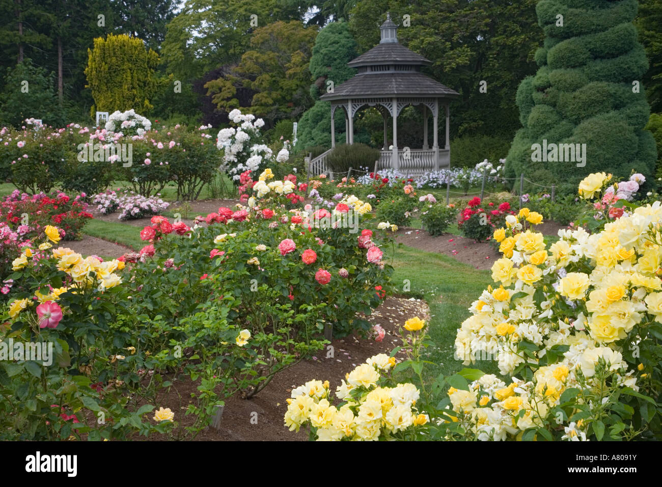 Wa Seattle Roses In Bloom And Gazebo At The Rose Garden At The