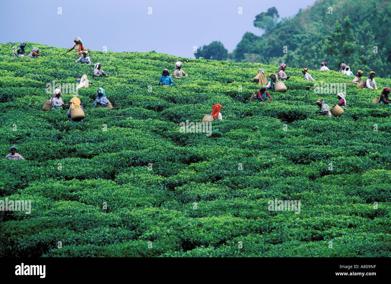 India, Kerala, Idukki, tea fields Stock Photo Alamy