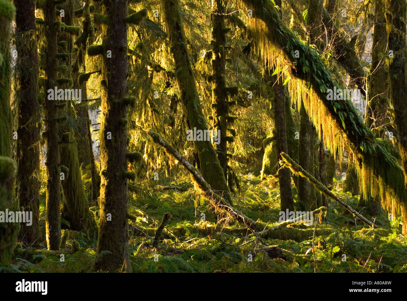 North America USA WA Olympic National Park Quinault Rain Forest north-america-usa-wa-olympic-national-park-quinault-rain-forest