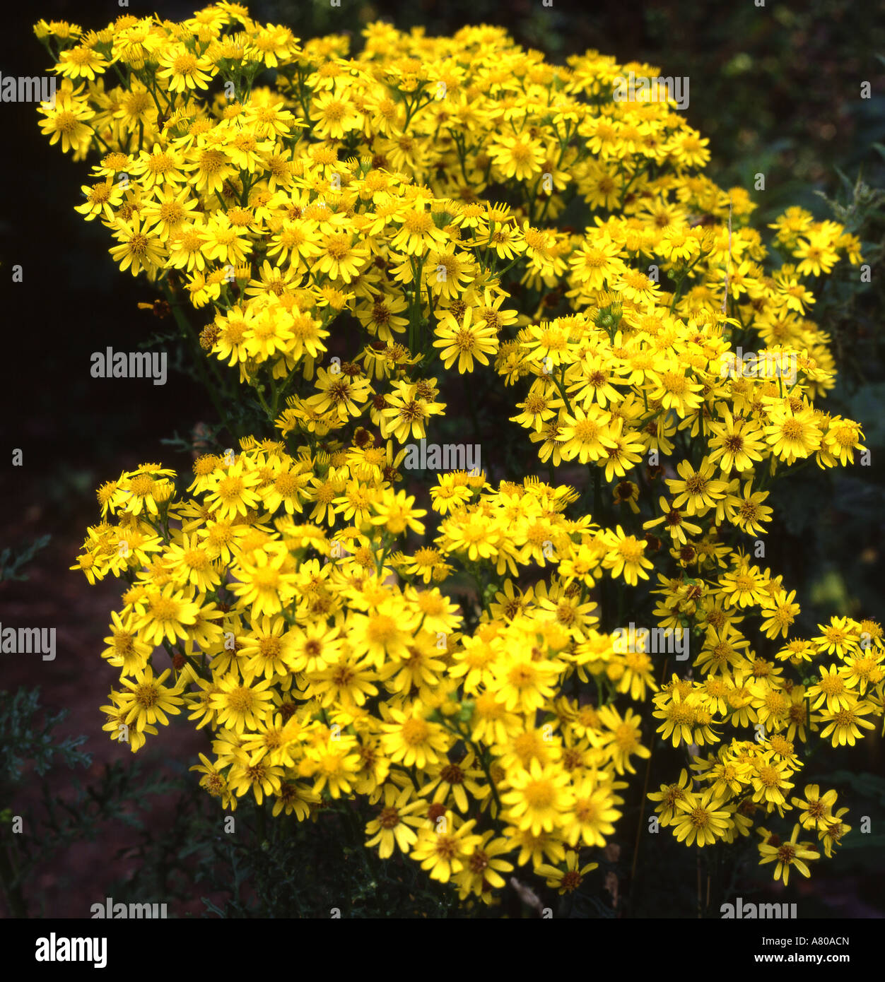 Common Ragwort Senecio jacobaea Stock Photo - Alamy