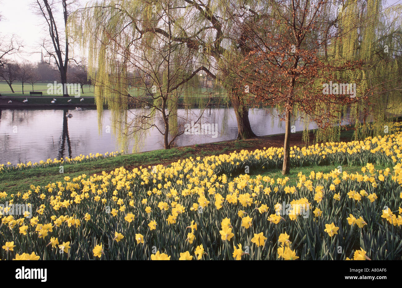Daffodils in spring in flower on the banks of the River Cam Cambridge England Great Britain Stock Photo