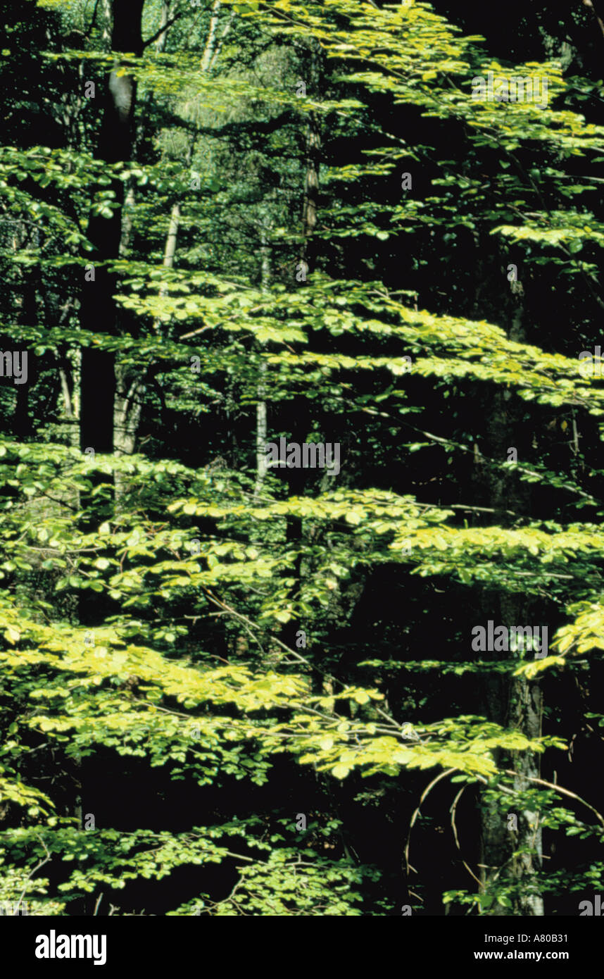 Sunlight france forest hi-res stock photography and images - Alamy