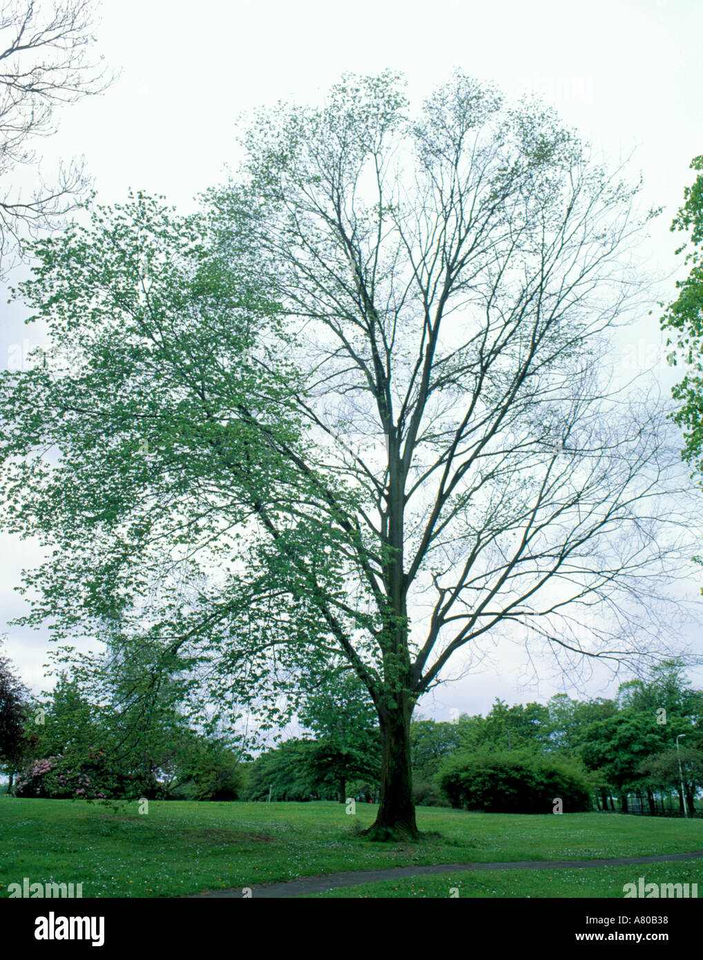 Elm tree (Ulmus procera) with Dutch elm disease. Stock Photo