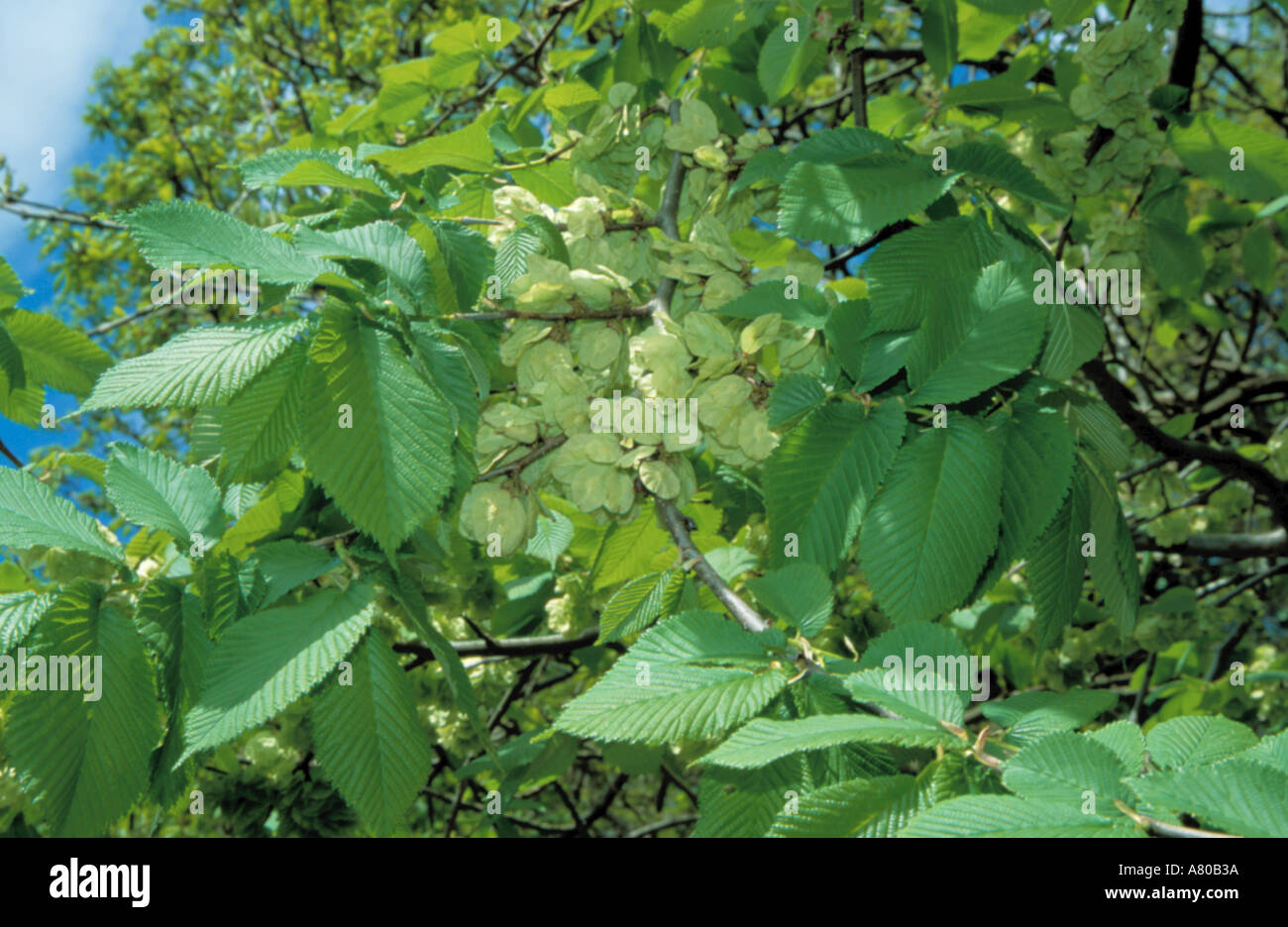 Leaves and fruit of Wych Elm (Ulmus glabra). Stock Photo