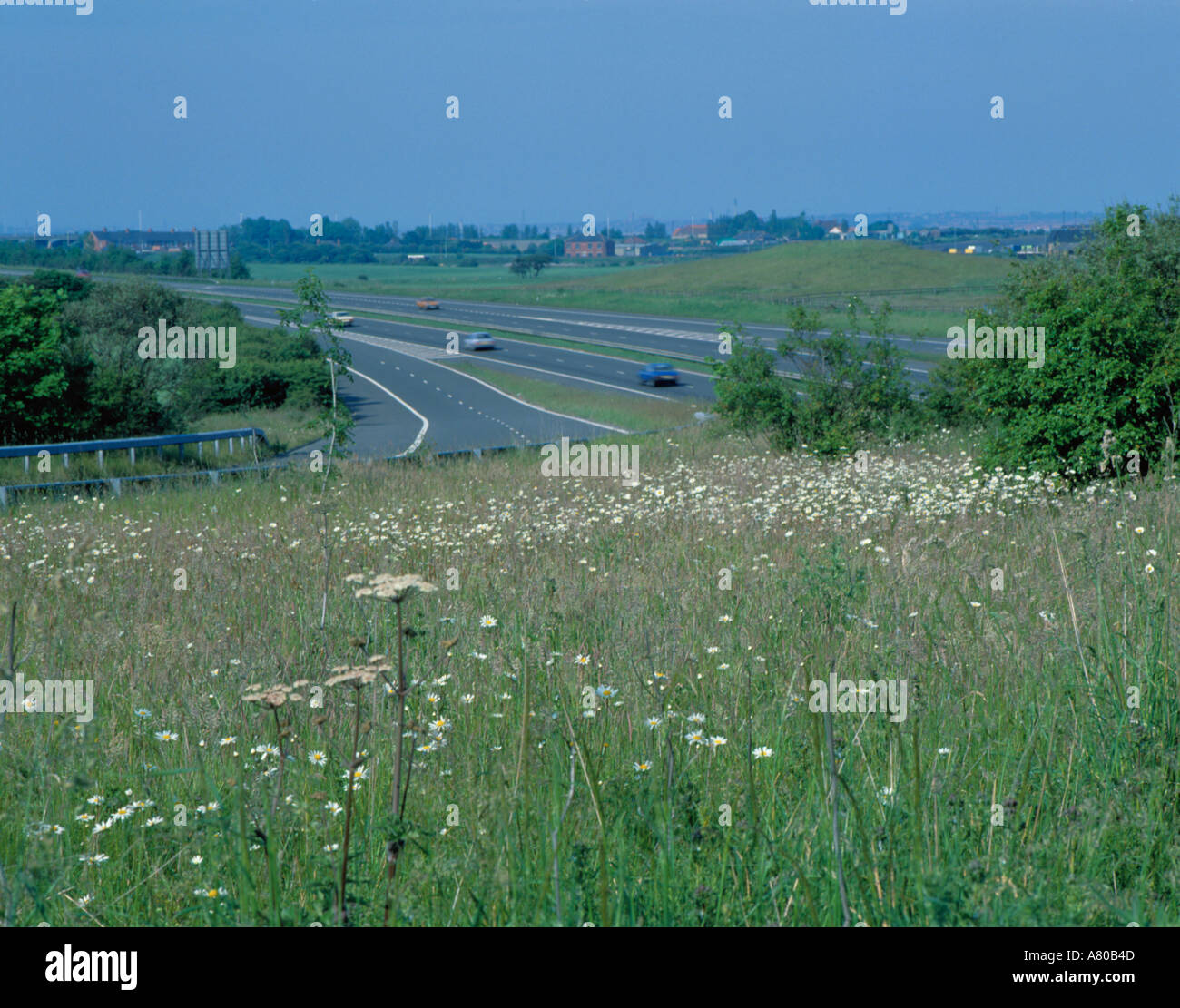 Wild flowers next to a motorway, Tyne & Wear, England, UK. Stock Photo
