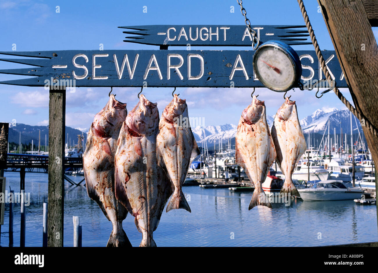 Halibut Fishing Seward Alaska High Resolution Stock Photography and