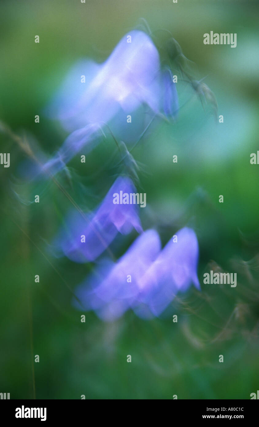 Harebell flower Stock Photo