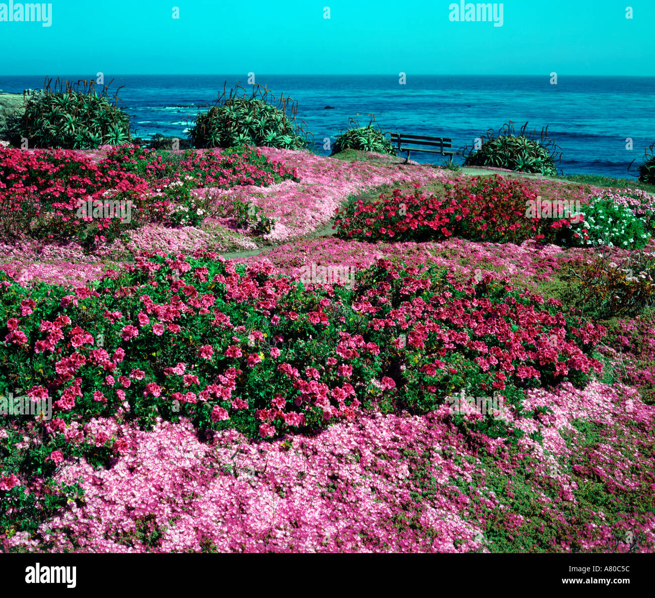 Flowers blooming along the oceanfront in Pacific Grove California Stock