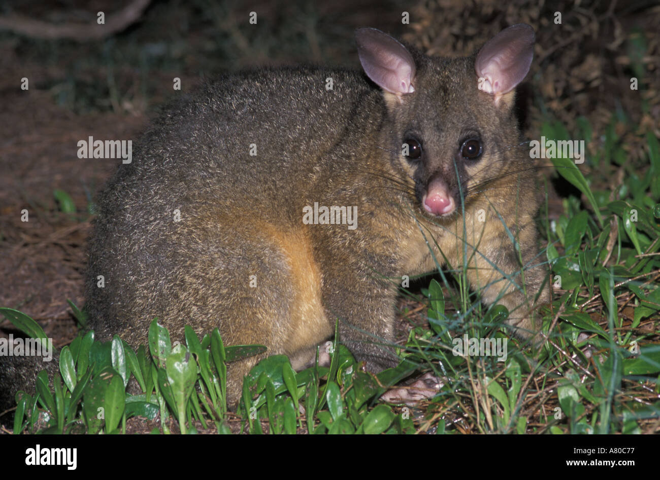New zealand possum hires stock photography and images Alamy