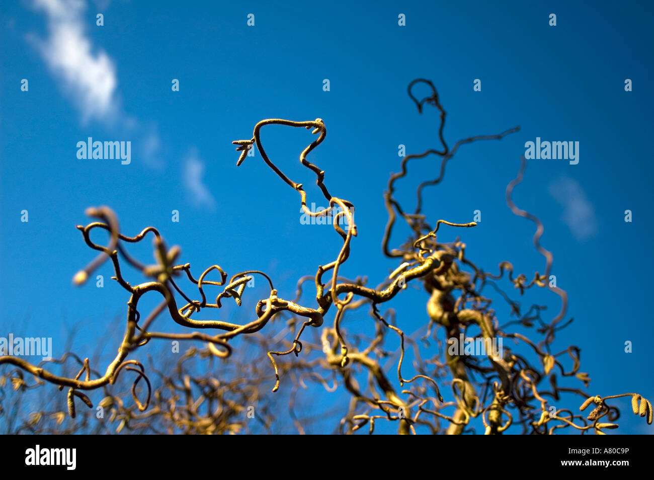 Corkscrew Willow against a deep blue sky Stock Photo