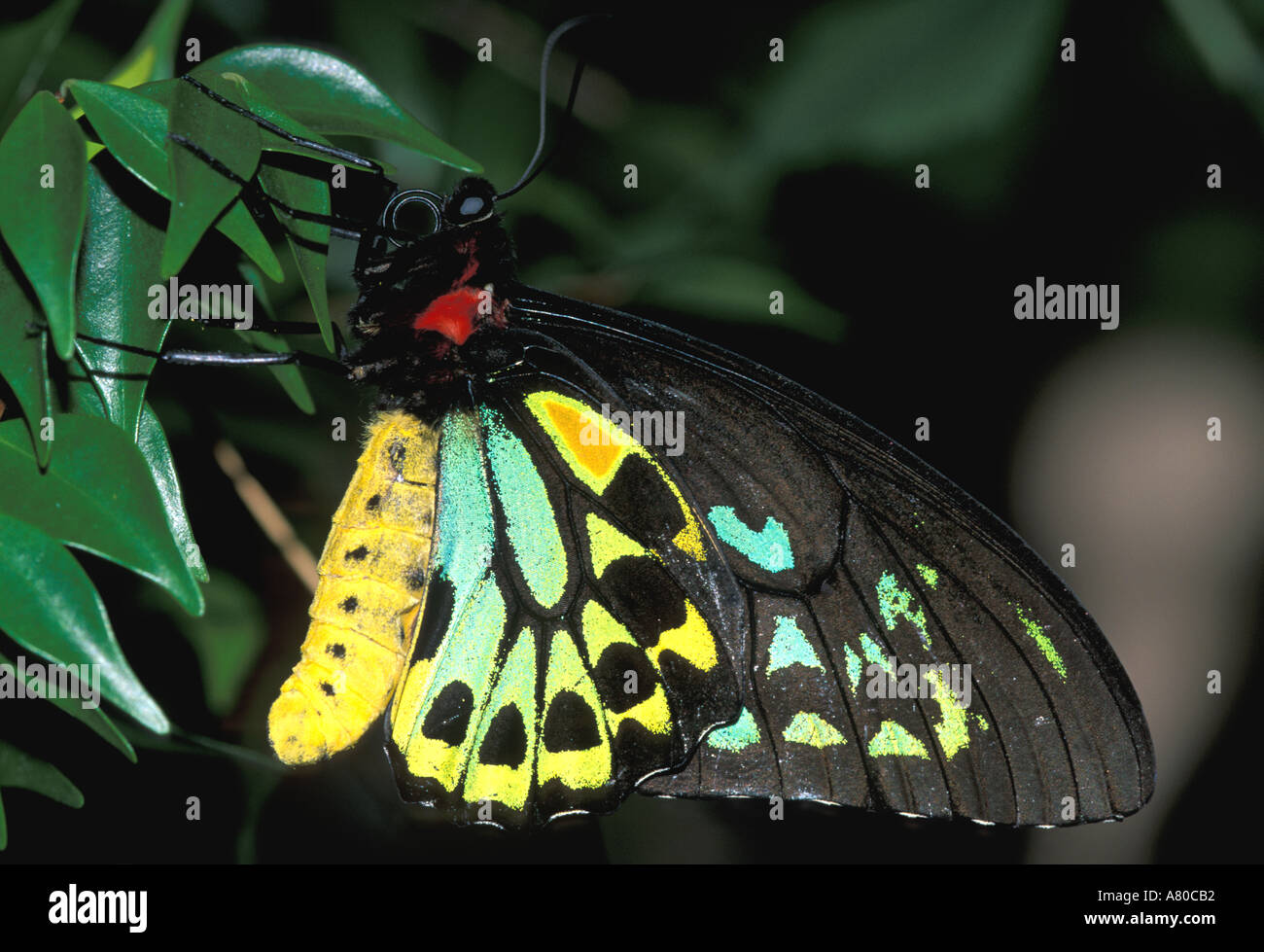 Birdwing Butterfly male Troides Priamus Stock Photo