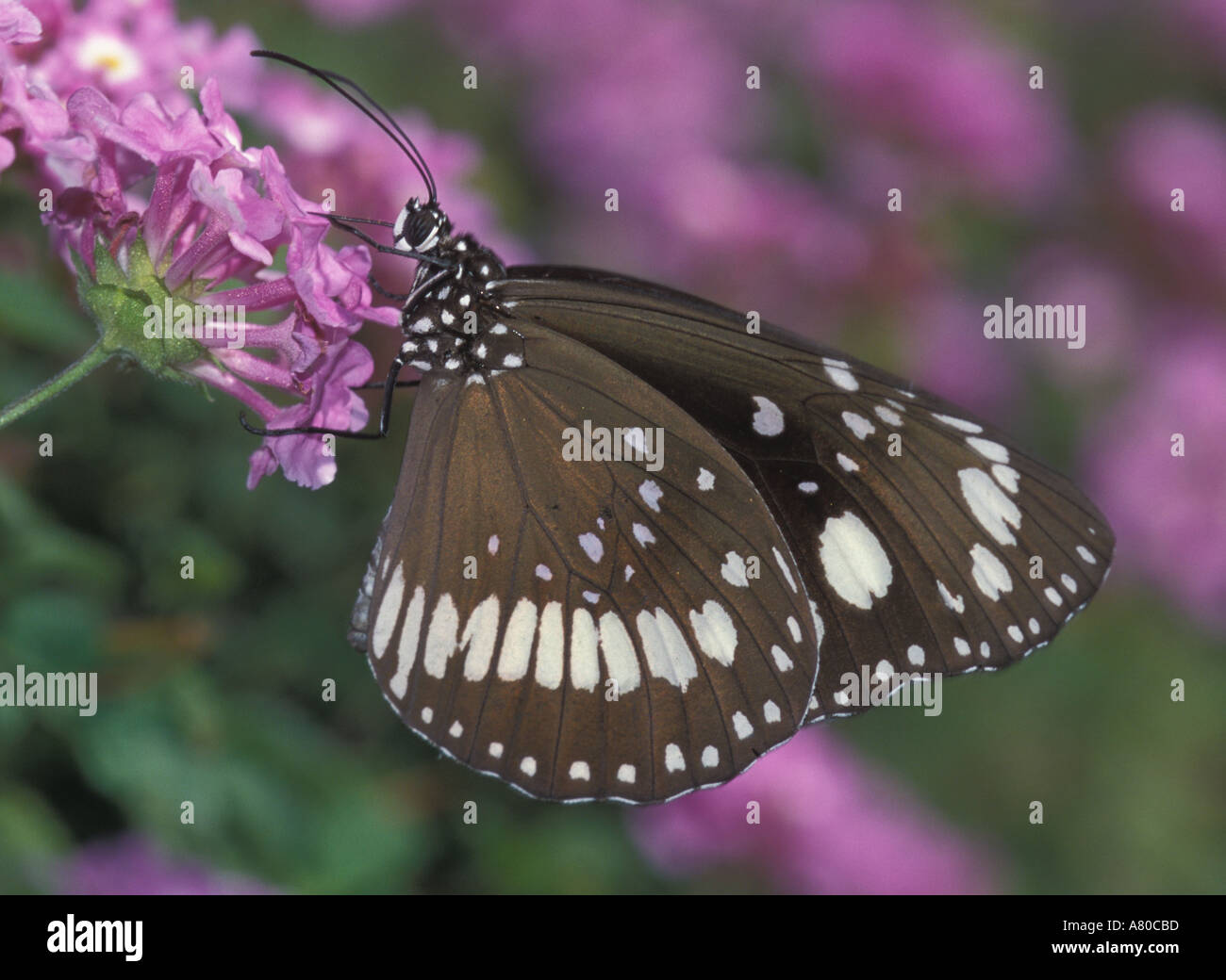 Common Australian crow or Oleander butterfly Euploea Core Corinna core