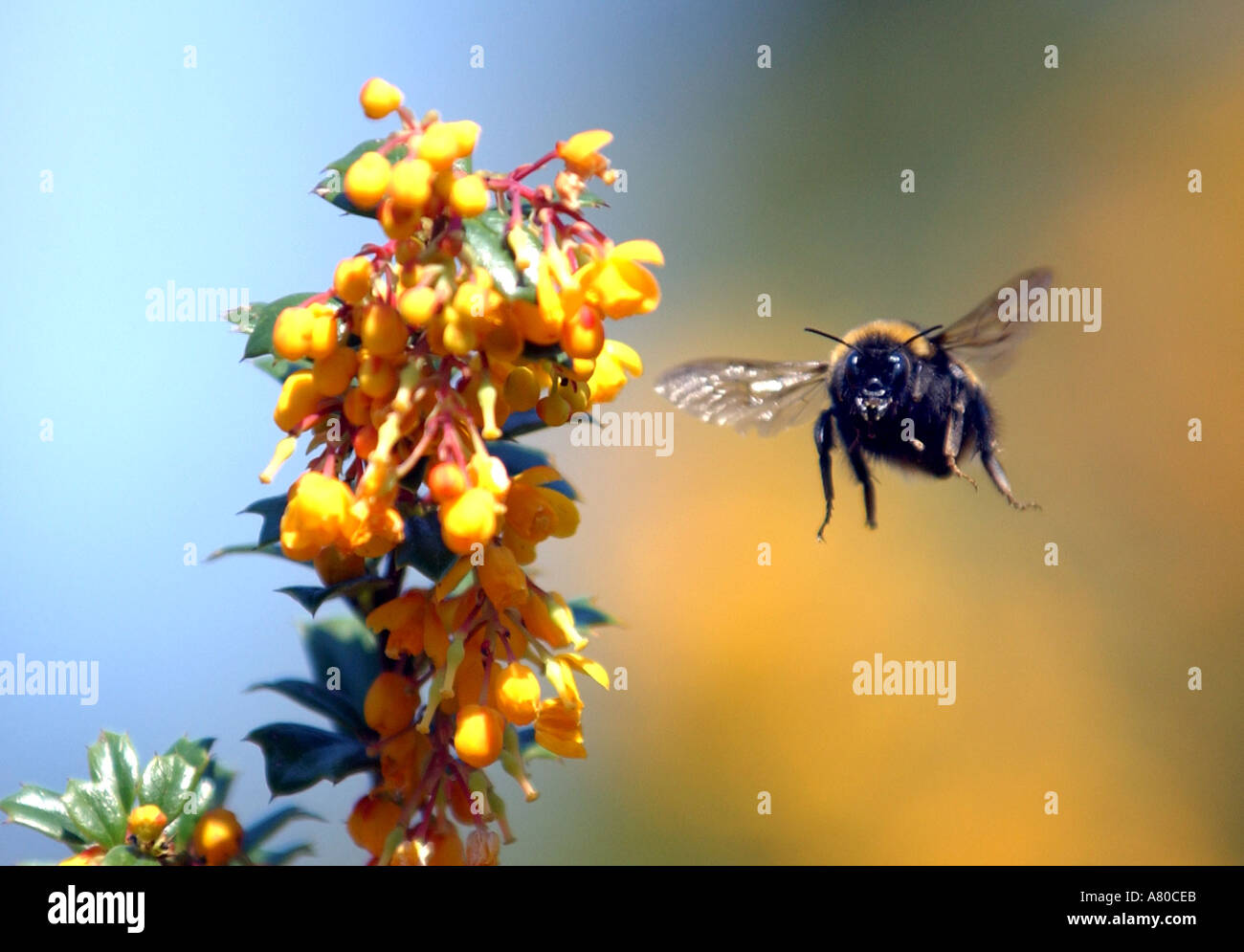 Bumble bee pollen hi-res stock photography and images - Alamy