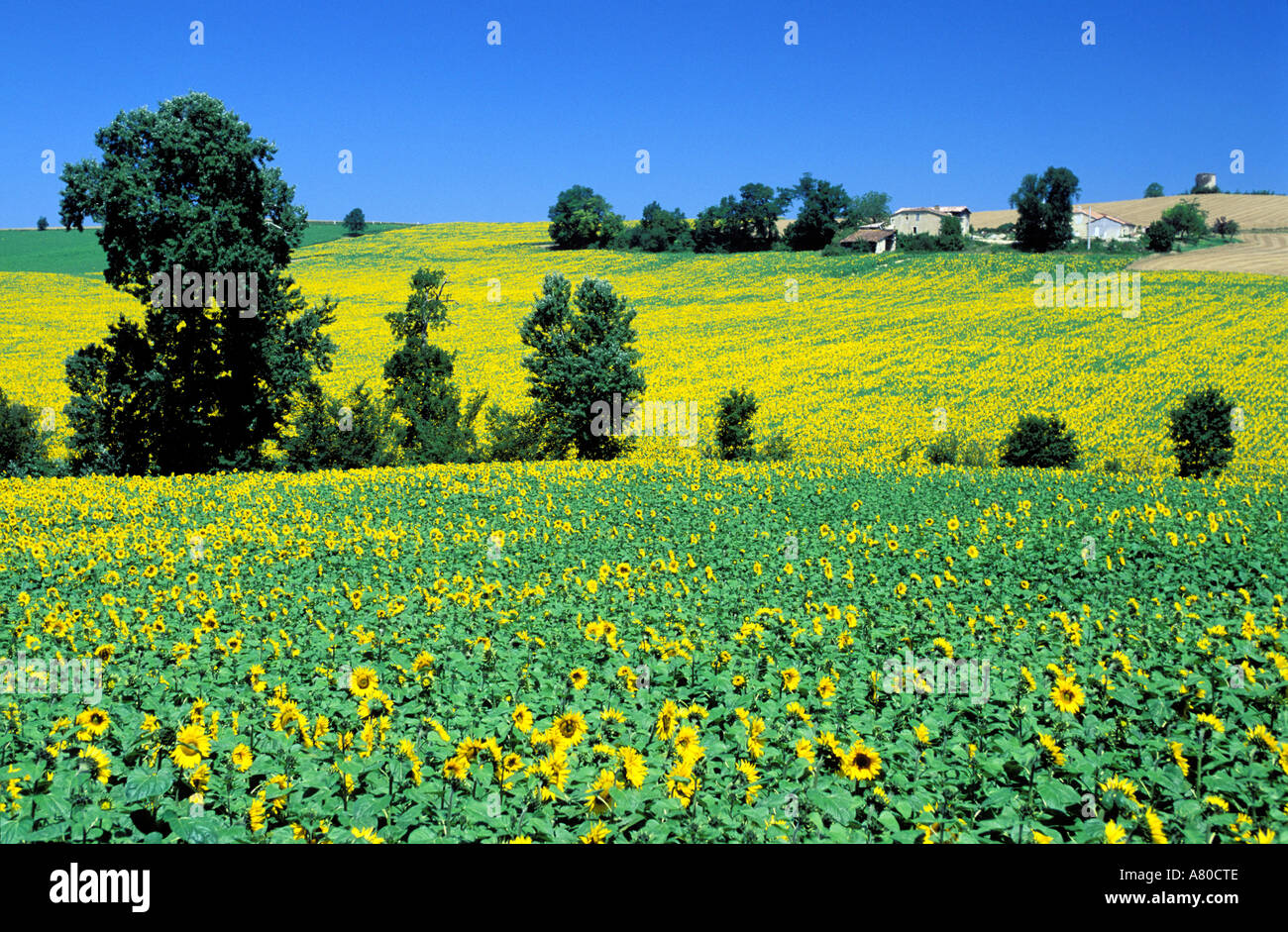 France, Gers, sunflower fields Stock Photo