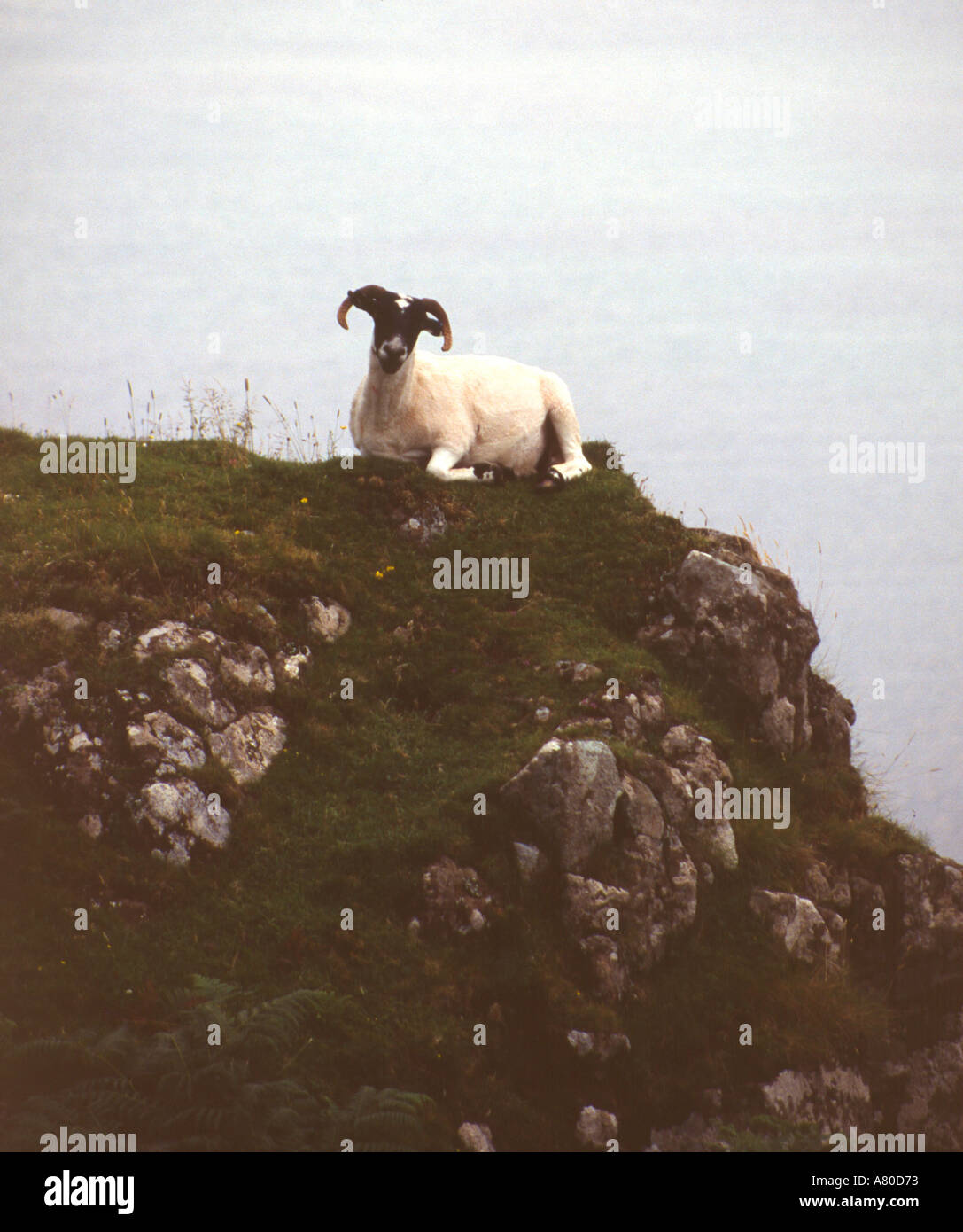 Scottish sheep Stock Photo
