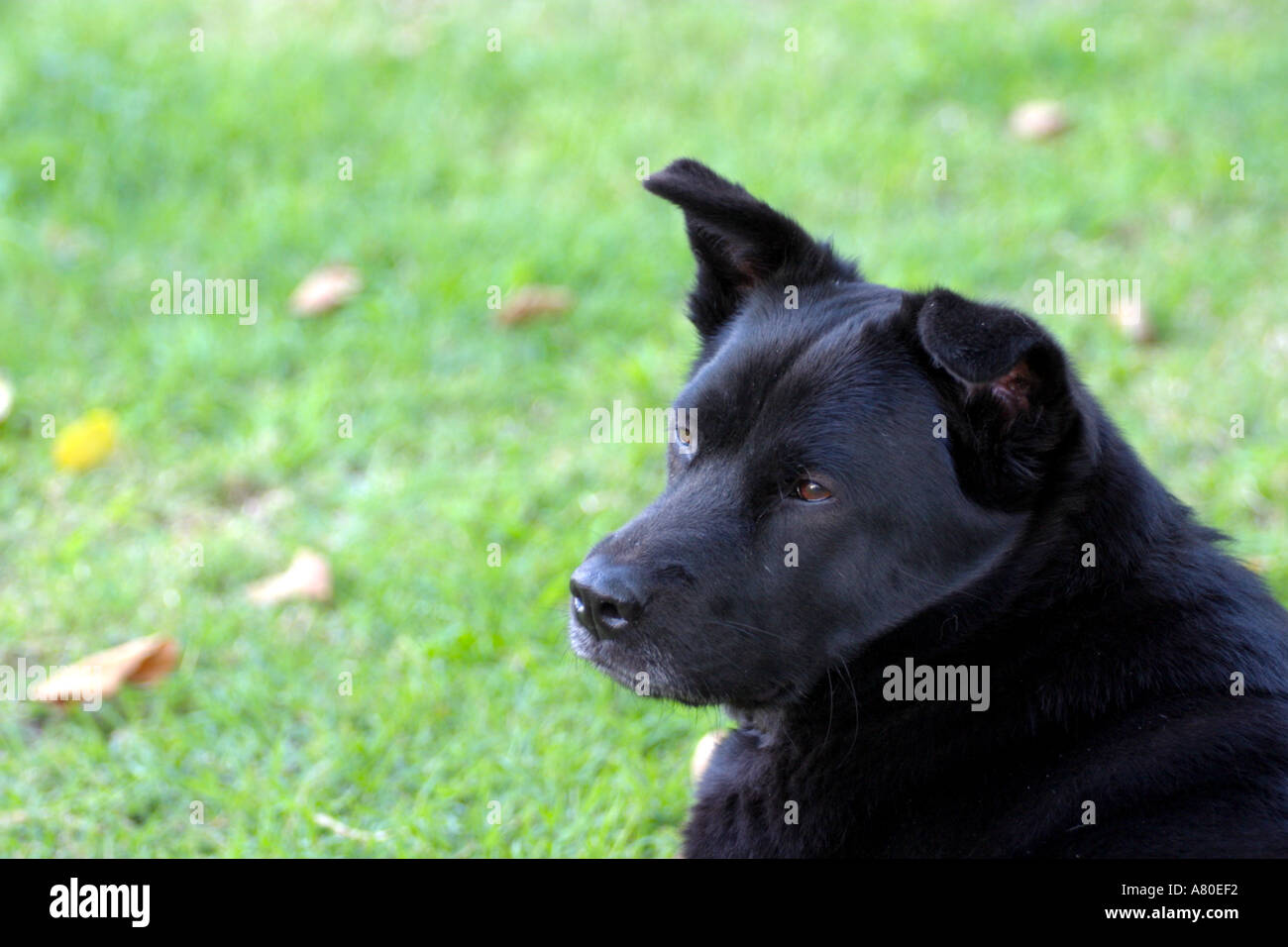 Akita Lab Mix Great Family Pet Or Loyal Guard Dog