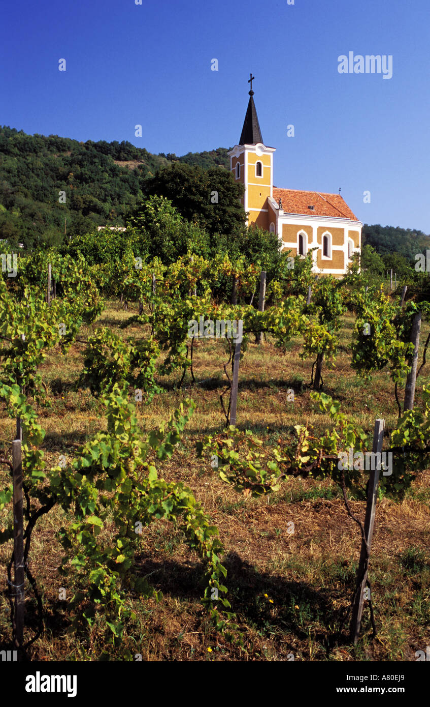 Hungaria, Badacsonyi vineyard on Balaton lake Stock Photo
