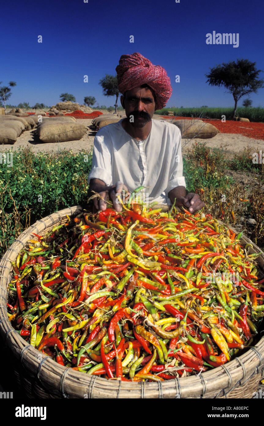 India, Rajasthan, cultivation and sale of peppers Stock Photo Alamy