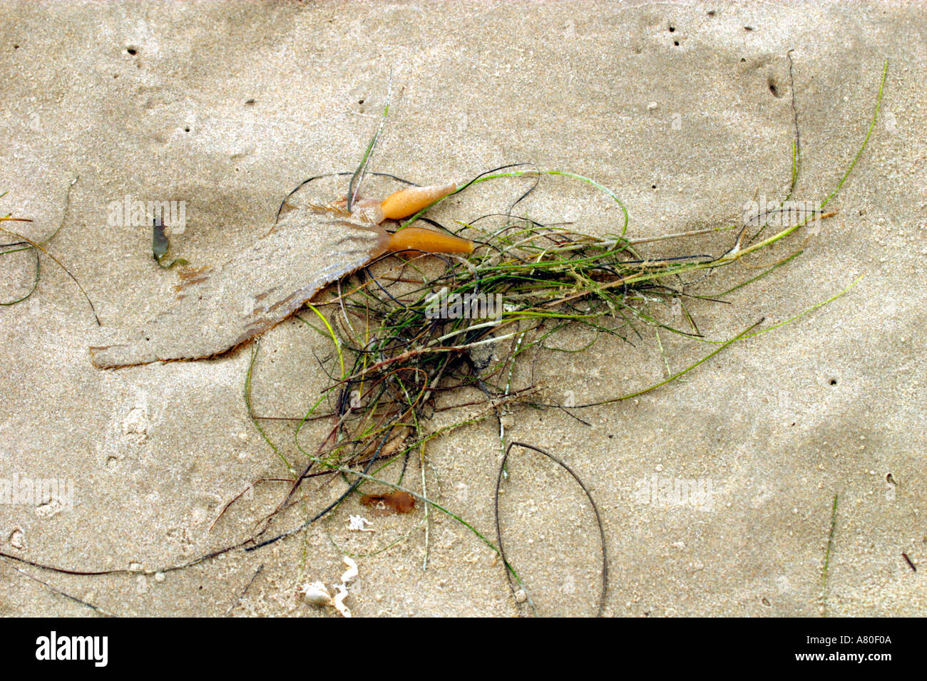 Seaweed on Sand Stock Photo Alamy