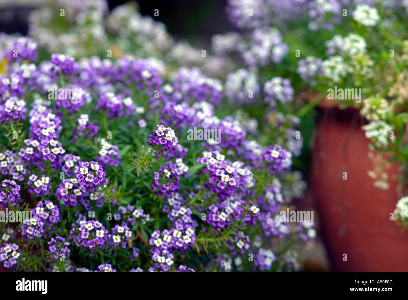 Alyssum Plants in the Garden Stock Photo - Alamy