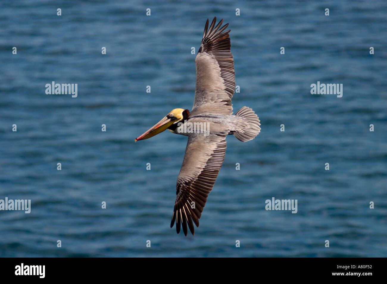 Brown Pelican in Flight Stock Photo - Alamy