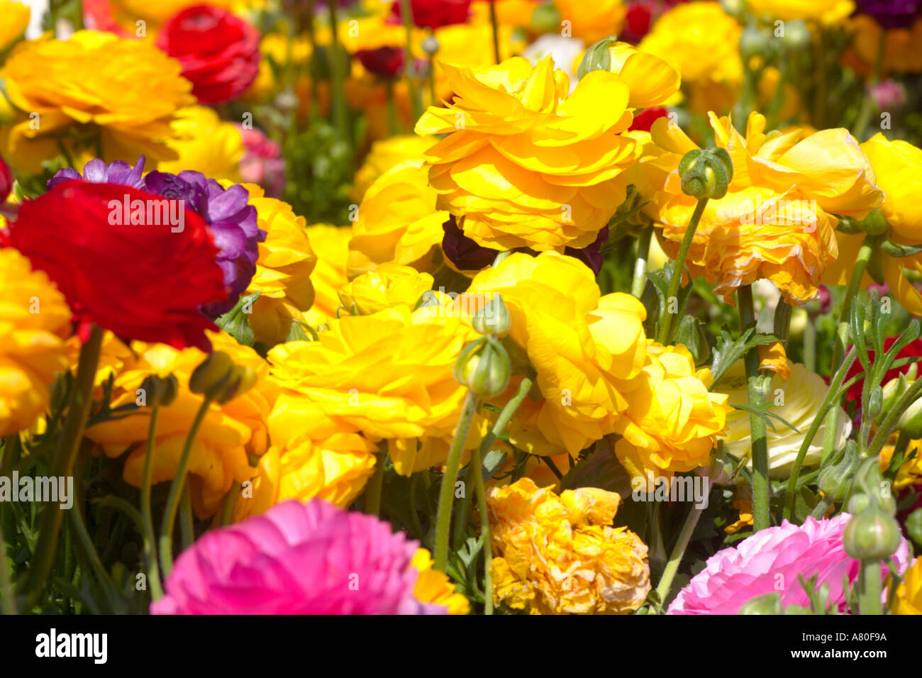 High Res Ranunculus Rannunculus hi-res stock photography and images - Alamy
