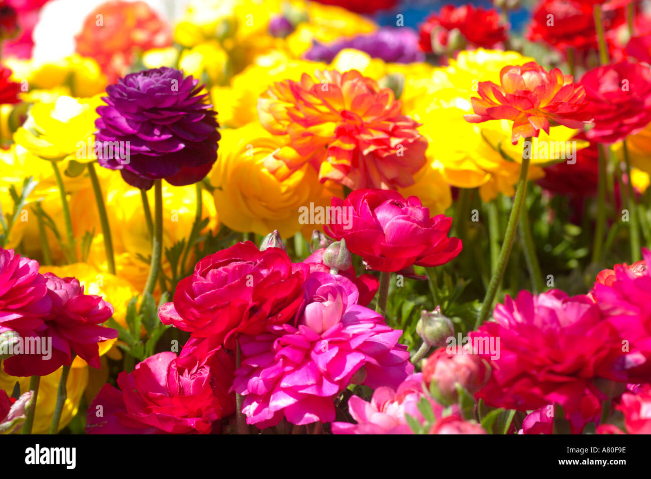 High Res Ranunculus Rannunculus hi-res stock photography and images - Alamy