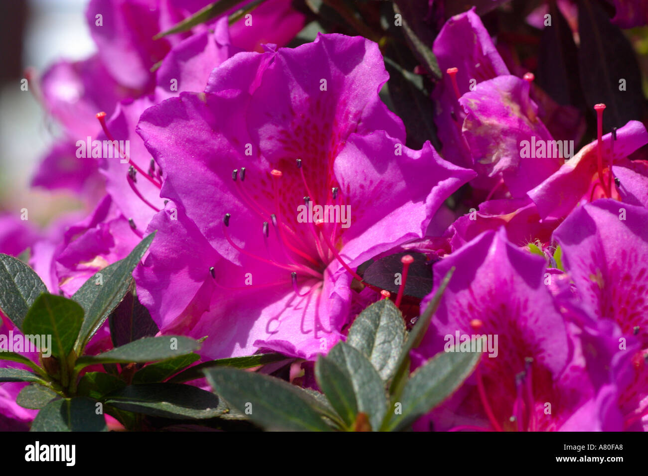 Formosa azalea hires stock photography and images Alamy