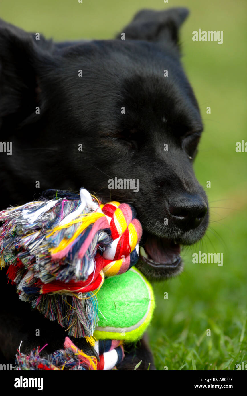 Chow Akita Mixed Breed Dog Stock Photo - Alamy