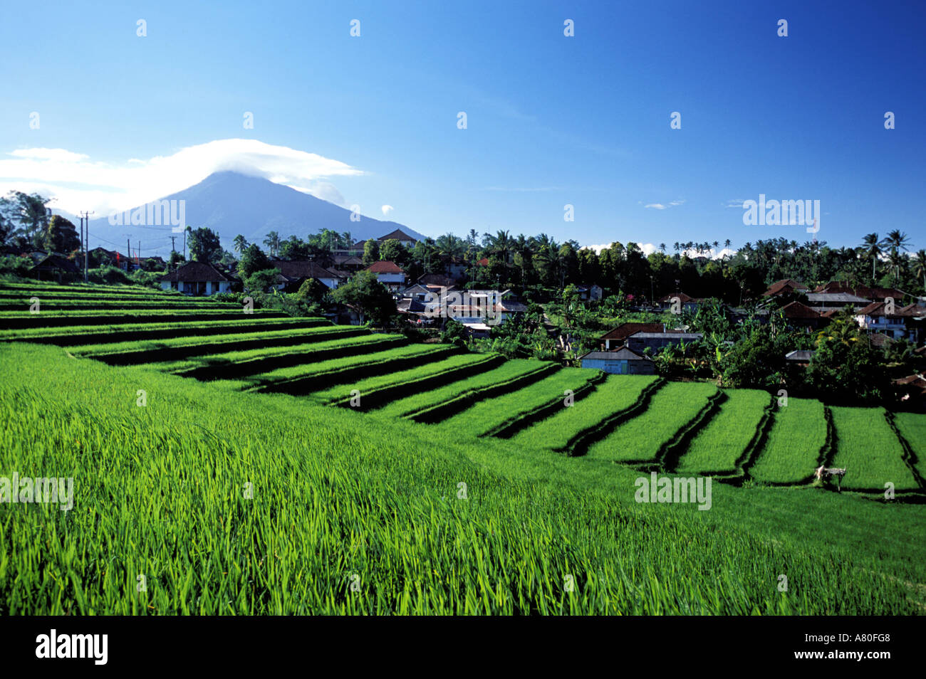 Indonesia, Bali, rice fields in Eastern Bali Stock Photo