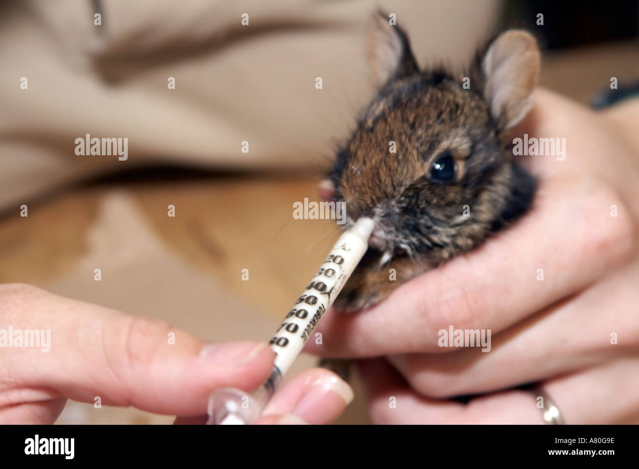 An animal rehabilitator feeds a orphaned baby rabbit Stock Photo Alamy