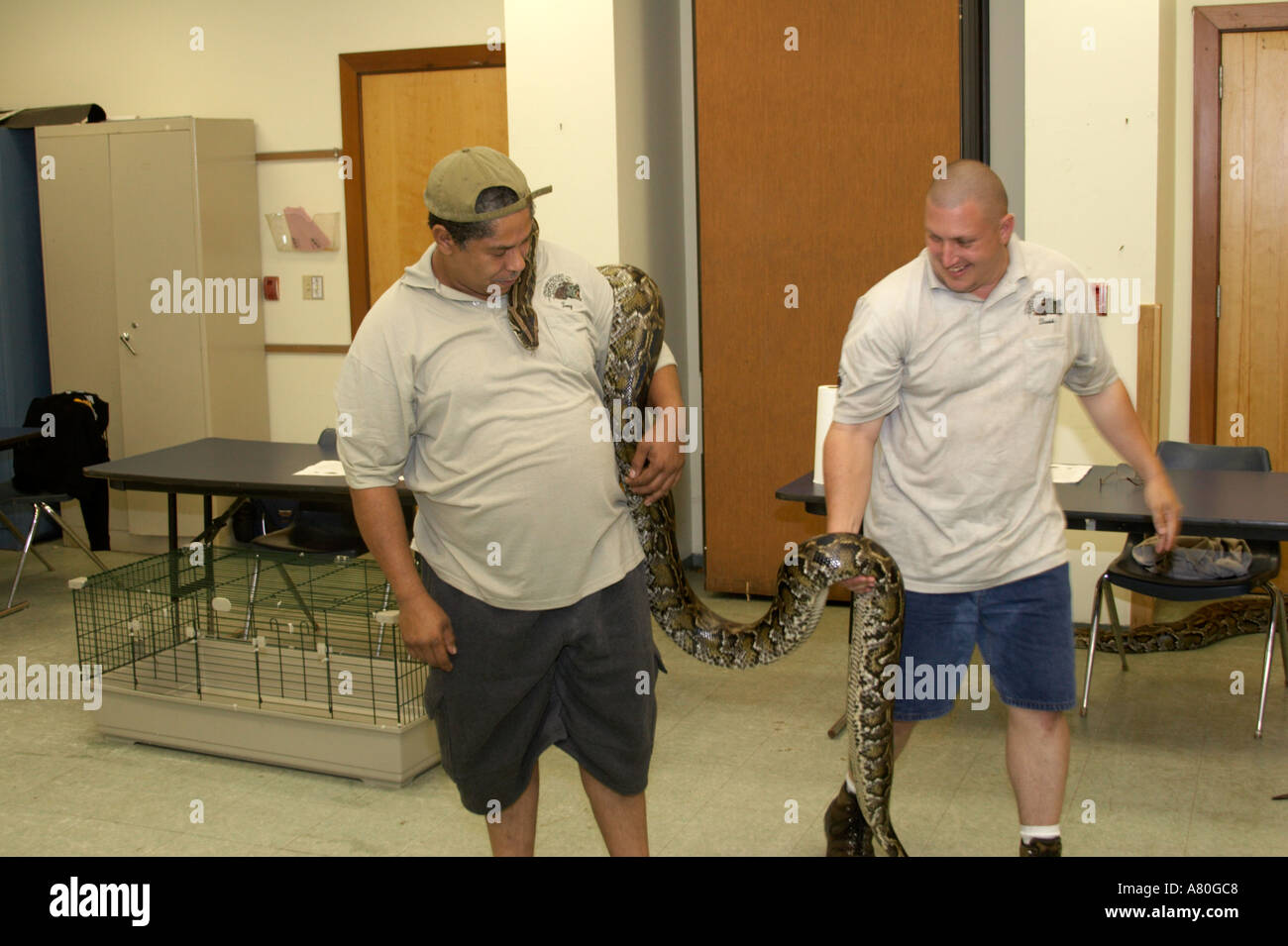 Snake owners showing their Burmese pythons Stock Photo - Alamy