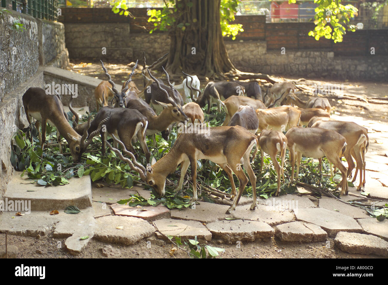 Trivandrum zoo hi-res stock photography and images - Alamy Trivandrum zoo hi-res stock photography and images - Alamy