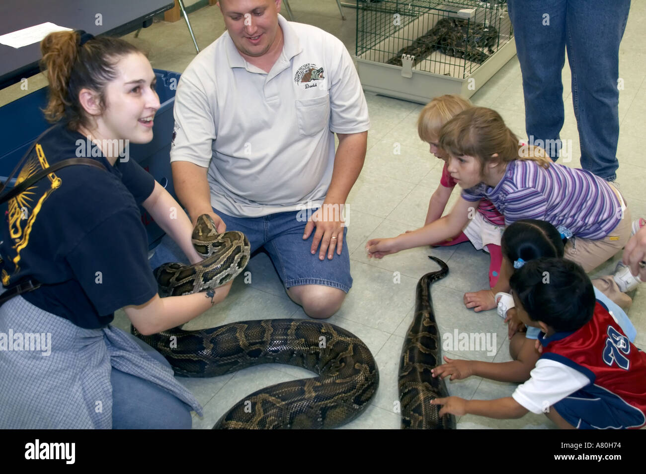 A snake owner showing his burmese python Stock Photo - Alamy