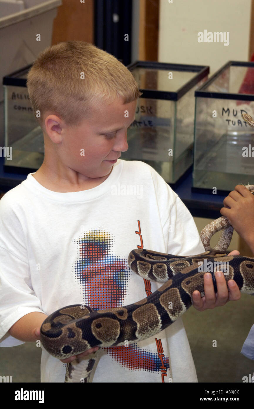 Young boy playing with a ball python snake at a reptile show Stock ...