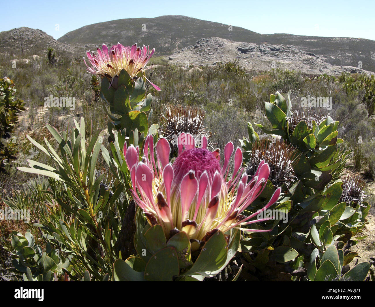 South Africa Protea Stock Photo Alamy