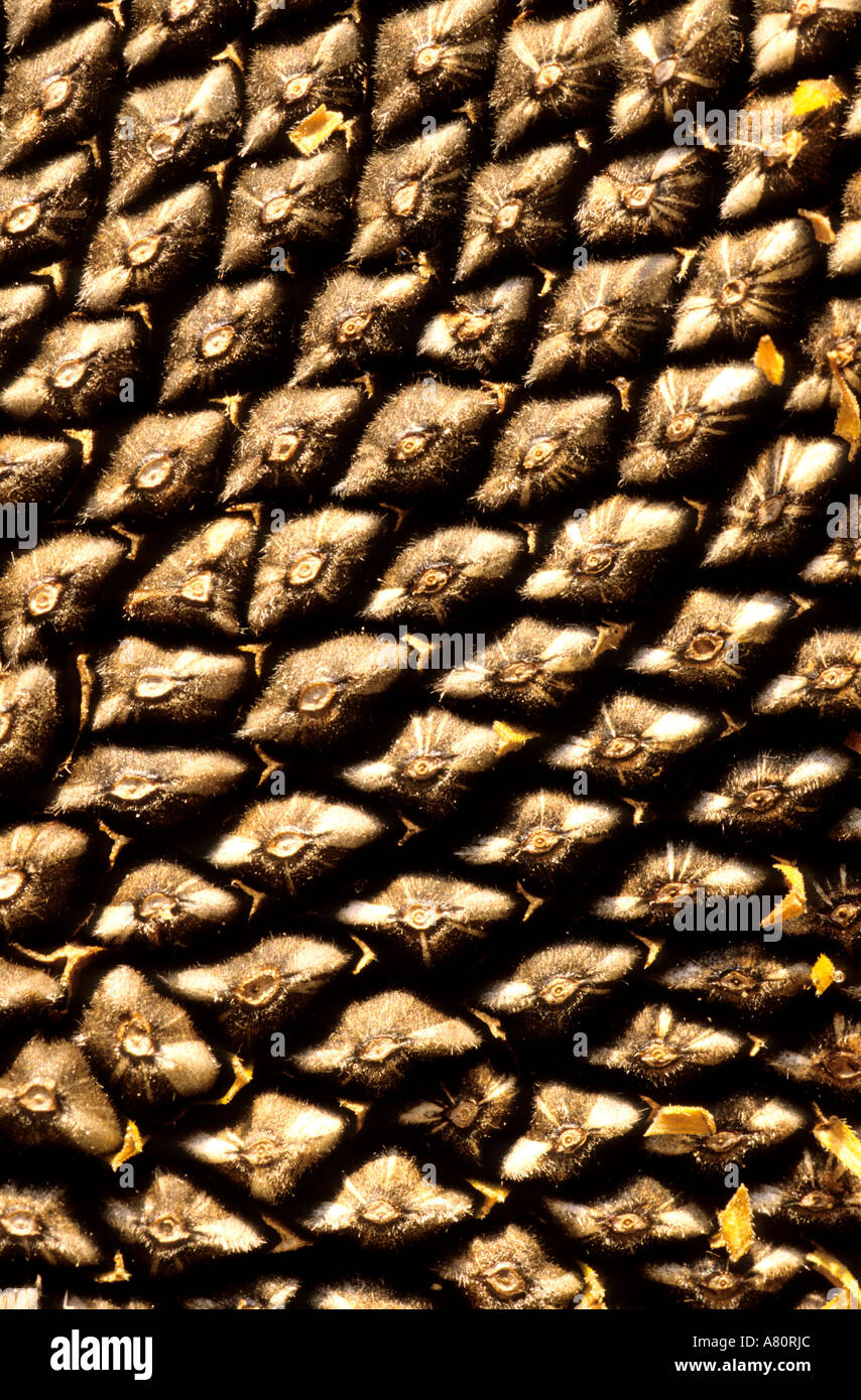 France, sunflower Stock Photo