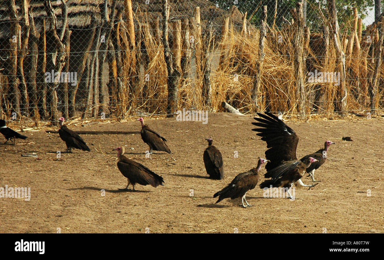 Vultures in the house yard Stock Photo Alamy