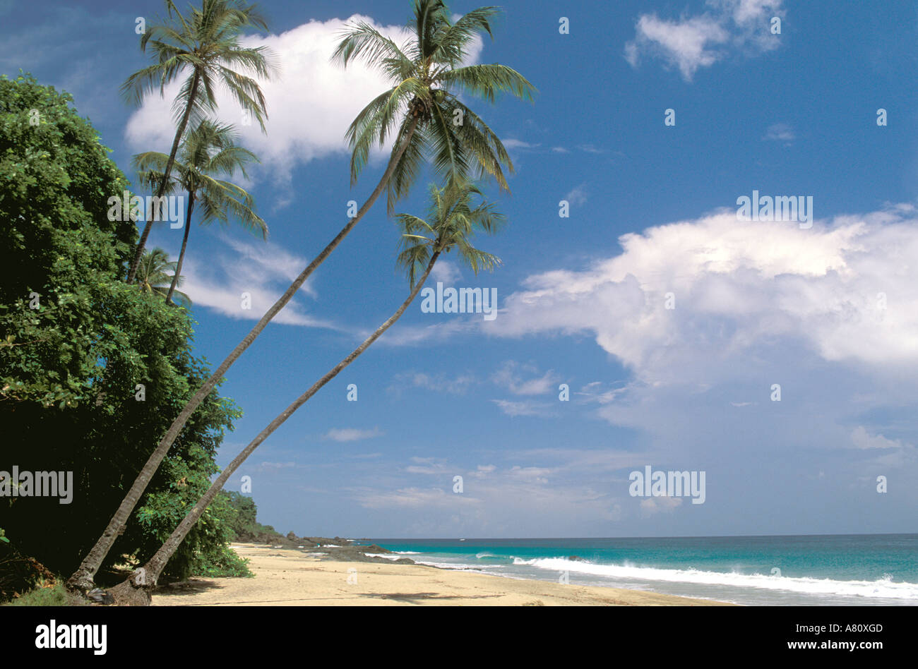 tropics tropical beach beaches Tobago Black Rock Beach palm trees